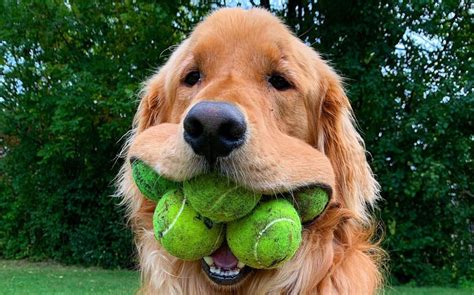 This Dog Just Broke The Guinness World Record For Most Tennis Balls