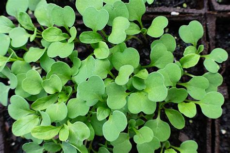 How And When To Harvest Arugula 2023