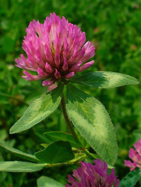 Red Clover Facts And Health Benefits