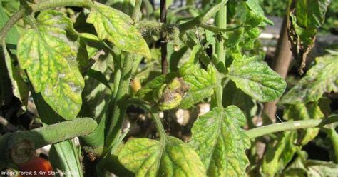 Why are my bushes turning yellow? Why Tomato Plants Leaves Turn Yellow - Best Garden Info