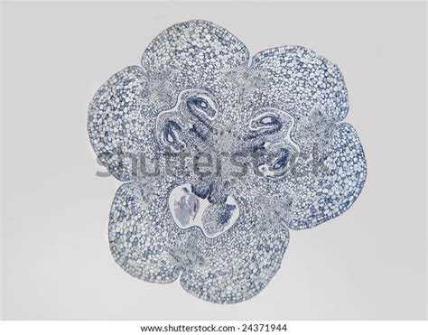 Lilium Ovary Cross Section 40x Cs3592 Stock Photo 24371944 Shutterstock