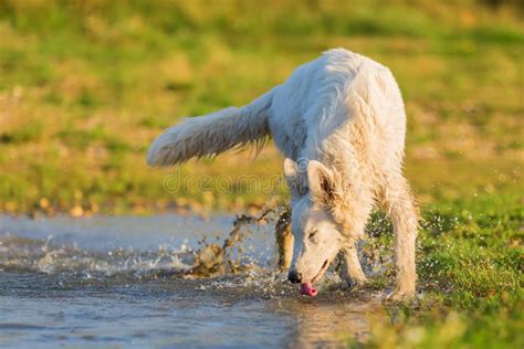 White German Shepherd Drinking Water At The Border Of A Lake Stock