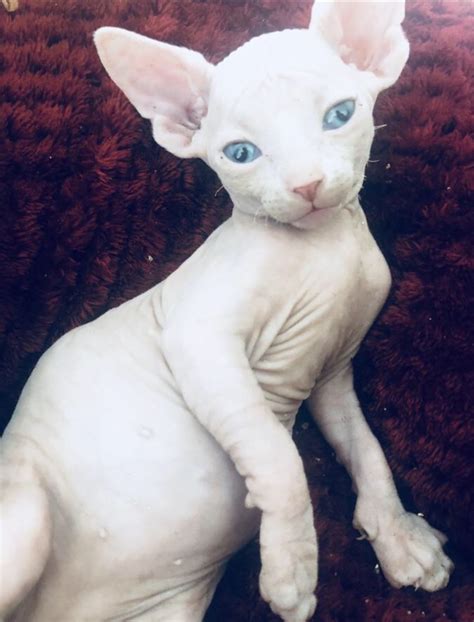 Sphynx Cats For Sale Puyallup Wa 280698 Petzlover