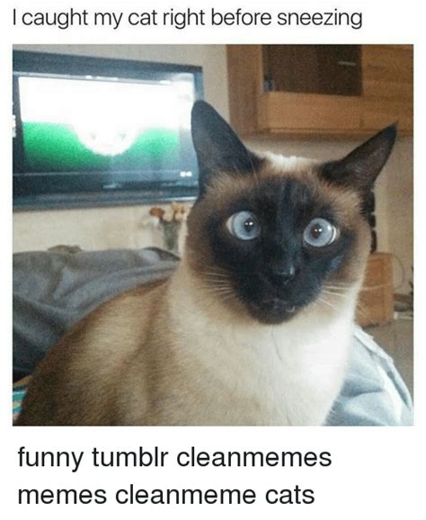 Cat memes are always in style. Caught My Cat Right Before Sneezing Funny Tumblr ...