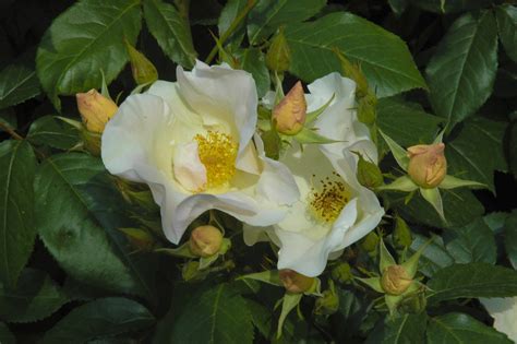 Trusted source for over 145 years. Rose, Climbing Sally Holmes® - TheTreeFarm.com