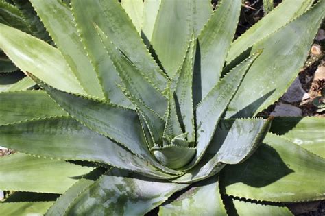 You can use aloe vera gel from the store, or harvest it yourself if you have an aloe plant at home. Pure Aloe Vera & Hair Loss | LIVESTRONG.COM