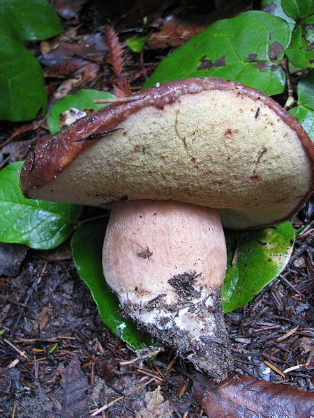 Queen Bolete Boletus Regineus Edible Wild Mushrooms Stuffed