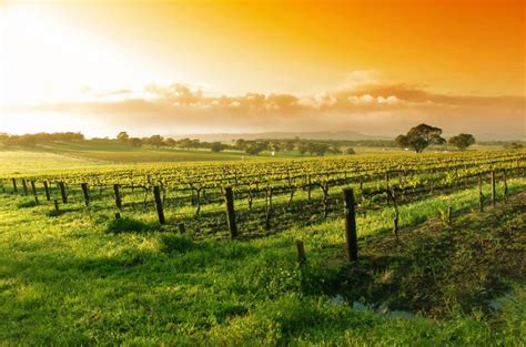 Experience The Best Of Australian Wine With Como The Treasury Four