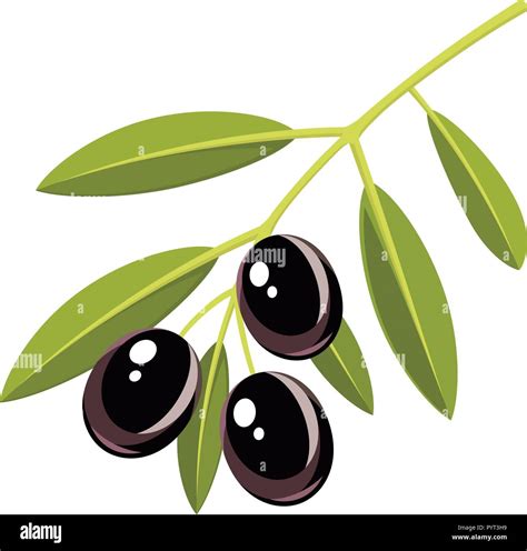 Branch Of Black Olives With Leaves Vector Illustration Stock Vector