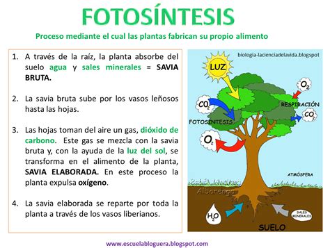 Nutrición De Las Plantas La Fotosintesis Para Niños Fotosintesis De