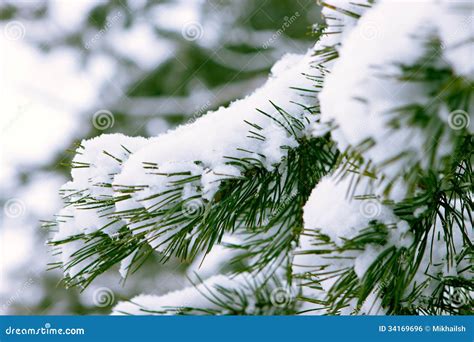 Spruce Branch Snow Covered Stock Photo Image Of Christmas 34169696