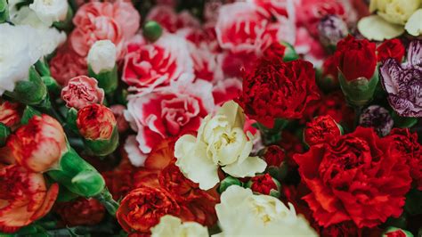 Download Wallpaper 3840x2160 Dianthus Flowers Bouquet Colorful 4k
