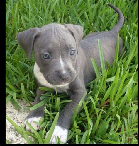 Zehn pit bull welpen und eine mutige katze. Pitbull Welpen