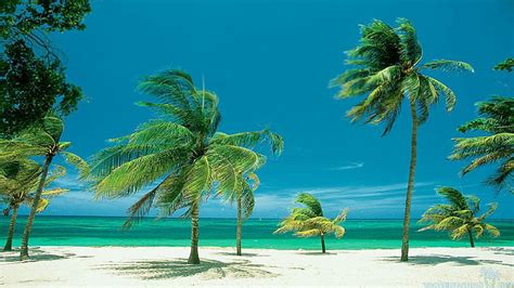 Palm Trees On Windy Tropical Beach Beaches Wind Sky Blue Palms Hd