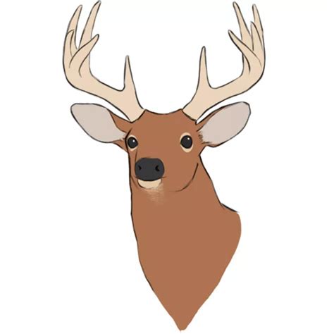 Deer Head Drawing Step By Step You Will Learn How To Draw And Color A
