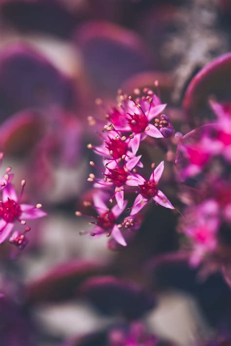 Flores Cor De Rosa Jardim Foto Gratuita No Pixabay Pixabay