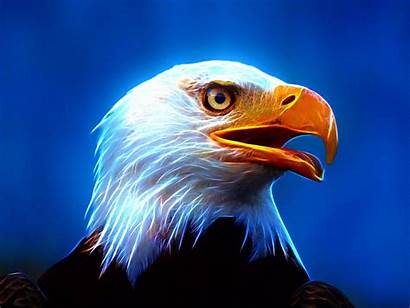 Eagle Animal Wallpapers American Spirit Totem Bird