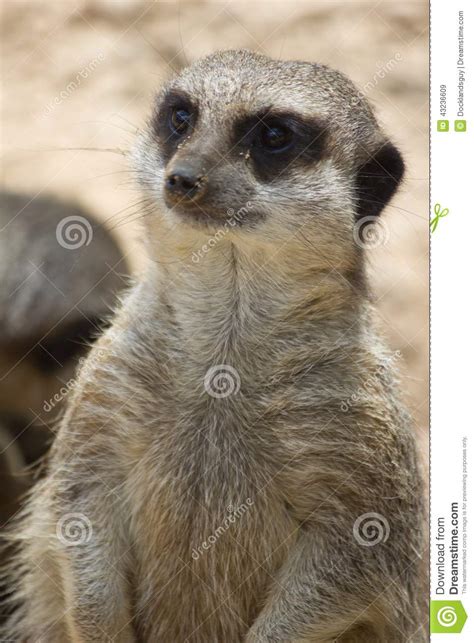 Meerkat Portrait Stock Image Image Of Ears Meerkat 43236609