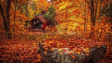 Beautiful Wood House And Yellow Red Green Autumn Fall Leaves Trees In