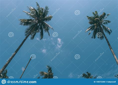 Palm Trees And Blue Sky Stock Photo Image Of Beauty