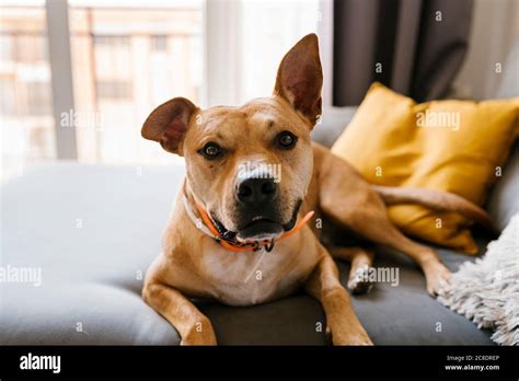 Dog Relaxing On Couch At Home Stock Photo Alamy