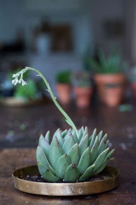 But how long do indoor cacti plants live? Succulents: 8 Tips to Help Your Favorite Indoor Plants ...