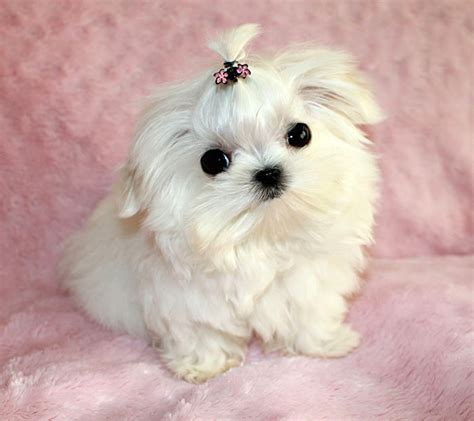 Micro Teacup Maltese Puppy Iheartteacups Tiny White