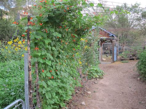Scarlet Runner Beans On An Arched Trellis Are Easy Pickins Photo By