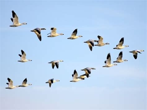 Thousands Of Migrating Birds To Fly Over Philly Area Monday Newtown