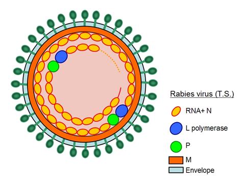 Evolution of hepatitis delta virus rna during chronic infection. Viruses