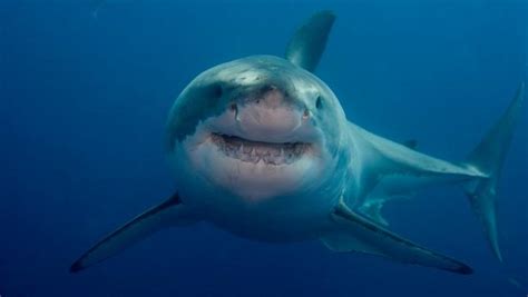 Underwater Shark Photography