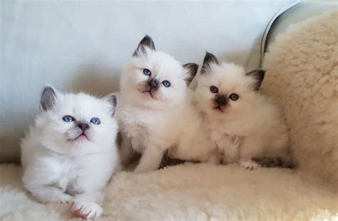 Birman Kittens Blue And Seal Point 3 Weeks Old