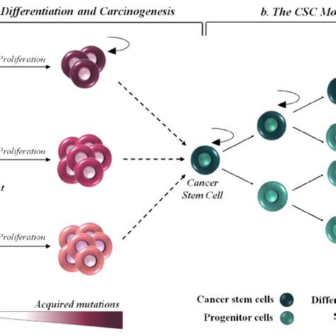 Hypothesis For The Origin Of Cancer Stem Cells A And The Role Of