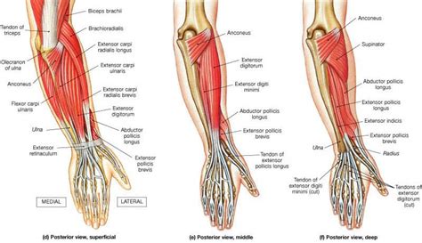 There are more individual muscles in your forearm than in any other large muscle group. Wrist Anatomy and Carpal Tunnel Syndrome - Brace Access