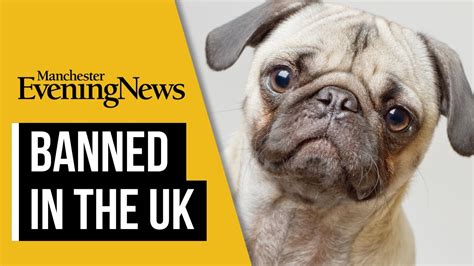 Pugs And French Bulldogs Could Be Banned In The Uk Youtube