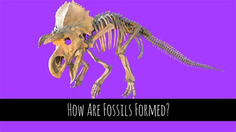 Fossils How Are Fossils Formed Gcse Biology Youtube