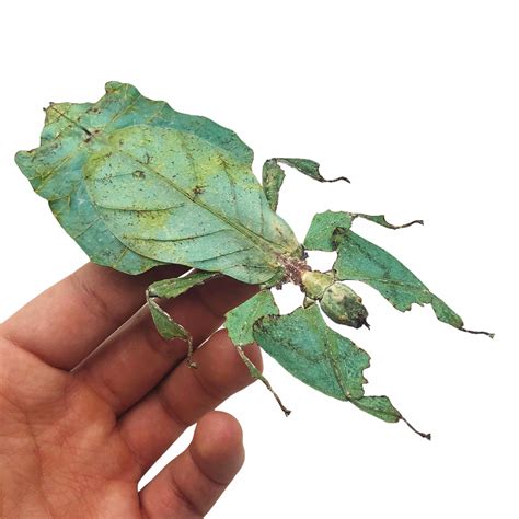 Giant Green Malaysian Leaf Insect Phyllium Giganteum F