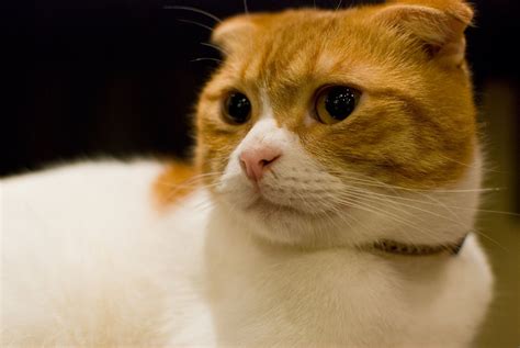 かわいい猫の写真館 かわいい丸顔猫