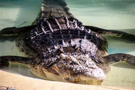 Alligator In Texas Spotted Swimming With Knife Sticking Out Of Its Head