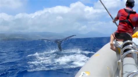 Whale Cam Success Blue Planet Ii Bbc America Whale