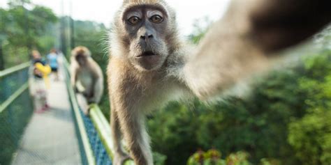 Descubren A Ladrón De Celular Porque Se Sacó Una Selfie Era Un Mono