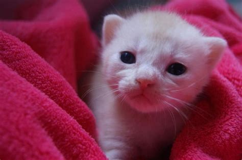 15 Best Images About Newborn Kittens On Pinterest
