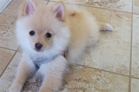 Pomeranian Puppy Growth Stages Explained All About Poms