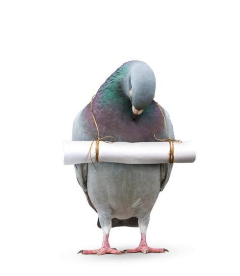 Best Pigeon Letter Stock Photos Pictures And Royalty Free Images Istock