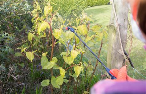 How To Remove Japanese Knotweed From Your Garden Or When To Call For