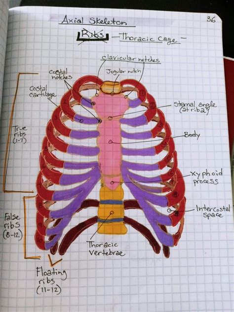 Thoracic Cage Ribs Axial Skeleton Anatomy A P Rib Cage Anatomy Anatomy