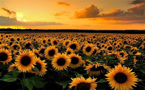 Sunflower Field At Sunset Papel De Parede Hd Plano De Fundo 1920x1200