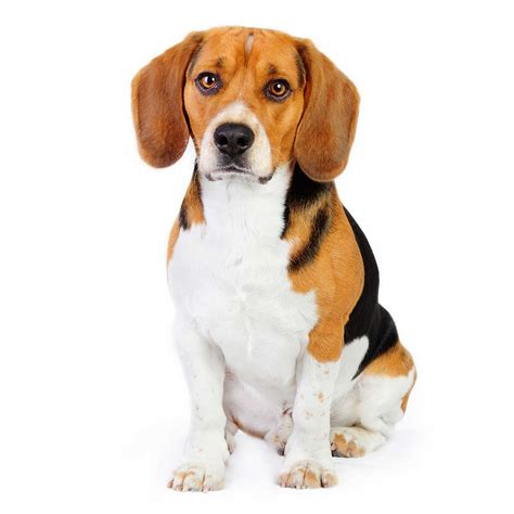 Beagle Dog Breed » Information, Pictures, & More