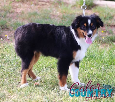 casey s black tri toy male 1 color country aussies