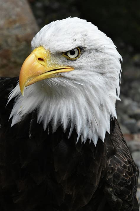 Bald Eagle Photograph By Kuni Photography Fine Art America